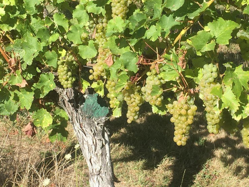 Lodge Vineyard In On The Golden Mile